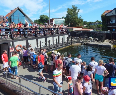 Fokarium w Helu. Turyści chętnie odwiedzają to miejsce.