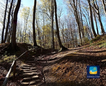 Rezerwat przyrody Przylądek Rozewski położony w pobliżu latarni morskiej Rozewie został utworzony w 1959 roku.